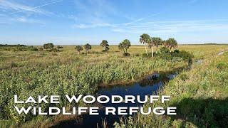 4K Lake Woodruff Wildlife Refuge Walk   Sandhill Cranes  Rabbits  Dragonflies