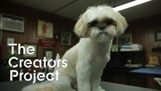 Canine Video Art  HumanPuppet Theater and  Gritty Johannesburg  Culture Beat Episode 6