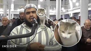 A Cat Joins A Ramadan Prayer As Muslims Celebrate The Holy Month  Insider News