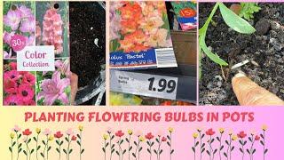 How to Grow Flowering Bulbs Successfully in Pots  Aldi Finds   Small Space Gardening  Results