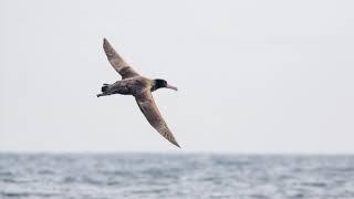 Westport Seabirds Pelagic March 16 2019  North Pacific Albatross Trifecta