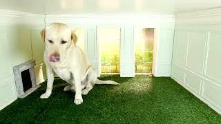 Hard truth about Labrador Retriever