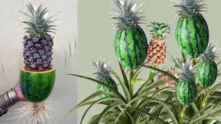 How to​ Easy growing Tips for Your Home GardenGrafting Pineapple With Watermelon