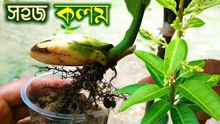 Amazing grafting nursery technique at home.  নার্সারির মতো গাছে কলম করার সহজ পদ্ধতি