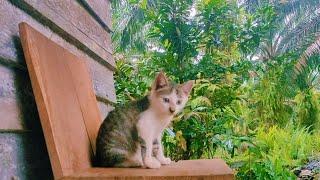 ANAK KUCING KAMPUNG LUCU DUDUK DI ATAS KURSI KAYU