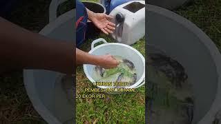 Kapasitas tebar ikan gurame#budidaya#gurame