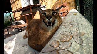 Gosha is Hissing to Bird  Big Floppa #caracal