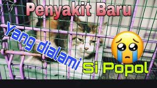 Tanda kucing sakit batuk lemas dan tidak mau makan  sick and moody cat