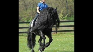 GRIPPING VIDEO Friesian Stallion Frederik the Greats Tribute to his Trainer.