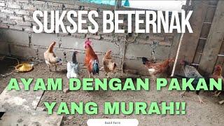 Cara sukses budidaya ayam kampung dengan pakan yang murah