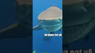 Just Kidding  #funny #viral #shark #fyp