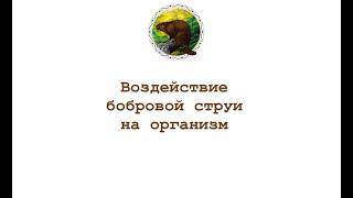 Воздействие бобровой струи на организм