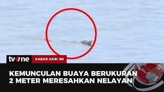 Video Amatir Buaya di Laut Resahkan Warga di Ambon  Kabar Hari Ini tvOne