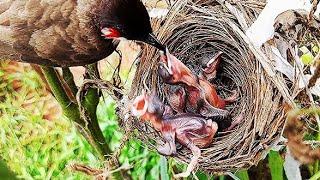 Baby Pushing Out Sibling bird In FRONT of Parent Bird  FULLVIDEO EP 4 DAY 3