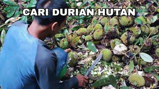 GAK SANGGUP BAWA‼️MAKAN DURIAN HUTAN SAMPE BOSAN