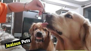 The Ultimate Jealous Pets Compilation Funniest Pets Videos 2021