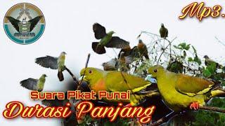 Suara Pikat Punai Terbaru Durasi Panjang Sangat Jernih  Nyanggong 2 Menit Langsung Nongol..