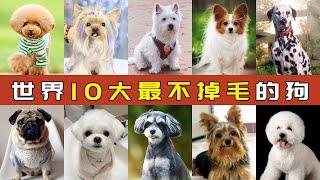 世界十大最不掉毛的狗  Top 10 Most Hairless Dogs