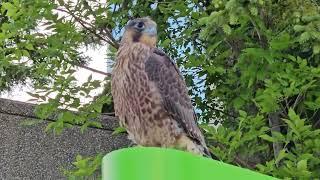 fledgeling coopers hawk visit #mississauga