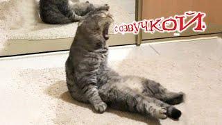 Приколы с котами С ОЗВУЧКОЙ - Самые СМЕШНЫЕ ЖИВОТНЫЕ Смешные коты и собаки