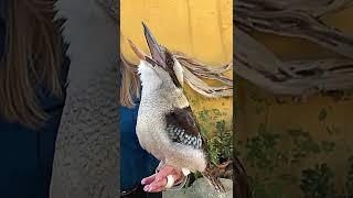 Territorial Call of a Laughing Kookaburra
