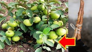 Best Way to Grafting Guava Tree