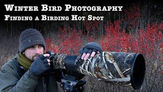 Winter Bird Photography Finding a Birding Hot Spot