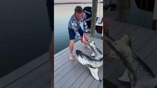 Almost Bitten by an Extremely Rare Shark #fishing #shark IG@huntingforjaws