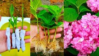 How to propagate hydrangea flower from cuttings using tissue paper  With 100% success