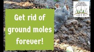 How to remove & get rid of ground moles best - guaranteed method