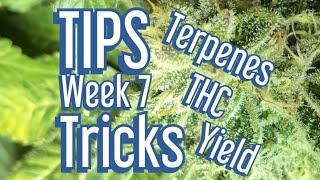 Cannabis Late Flowering - Tips & Tricks to Maximize Terpenes THC and Yields. Jake Grentree