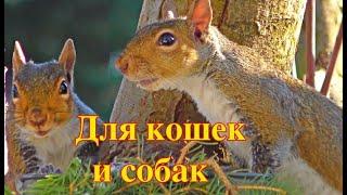 Котята любят это видео Для кошек и собак