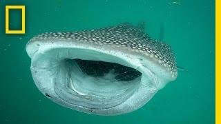 Investigating the Mysterious Whale Sharks of Mafia Island  National Geographic