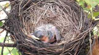 Baby Bird Sleeping In Nest