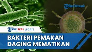 Jepang Geger Diserang Bakteri Pemakan Daging Mematikan Korban Tewas 48 Jam usai Terinfeksi