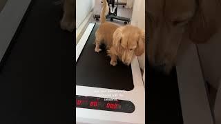 Watch Henri the Dachshunds hilarious reaction to a treadmill in Dallas Texas
