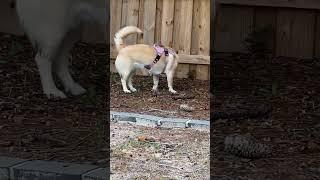 Husky mix #doglover #cutedog #home #florida