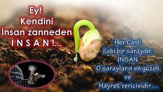 İnsan Hayret Verici Bir Saraydır - Tefekkür Dünyamız ve İnsan #tefekkür #insan #fyp