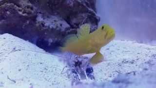 Pistol shrimp kill amphipod for goby at 012