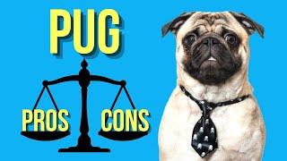 Pug Pros and Cons   A Must Watch for New Potential Pug Owners 