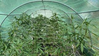 Outdoor grow 2024 Adding trellis netting to Humboldt Blueberry Muffin plants
