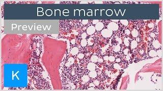 Bone marrow location and labeled histology preview  Kenhub