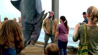 Shark Week is back Premieres August 10 on Discovery
