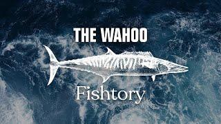 Catching Wahoo Everything You Need To Know  Fishtory