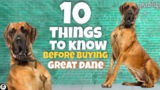 10 things you need to know before buying Great Dane  giant breed  guarding dog  funny 