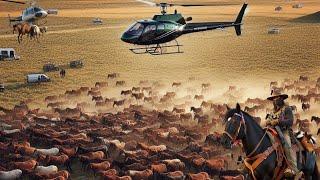 LOS AGRICULTORES ESTADOUNIDENSES UTILIZAN HELICÓPTEROS PARA MANEJAR MILLONES DE CABALLOS SALVAJES