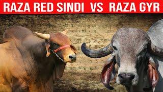  GYR Lechero VS Red SINDHI Cuál Es La Mejor Para Producir Leche