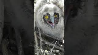 Owlet protects the nest  Совенок Ушастой совы защищает гнездо