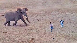 Elephants Show Tourists Why You Shouldnt Get Out Your Car