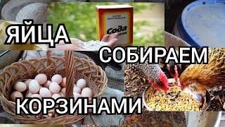 СОДА для КурКак Давать Курам Картофель?Чем Кормитьчтобы Куры Несли Яйца?